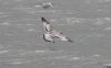 Mediterranean Gull at Southend Seafront (Steve Arlow) (71247 bytes)